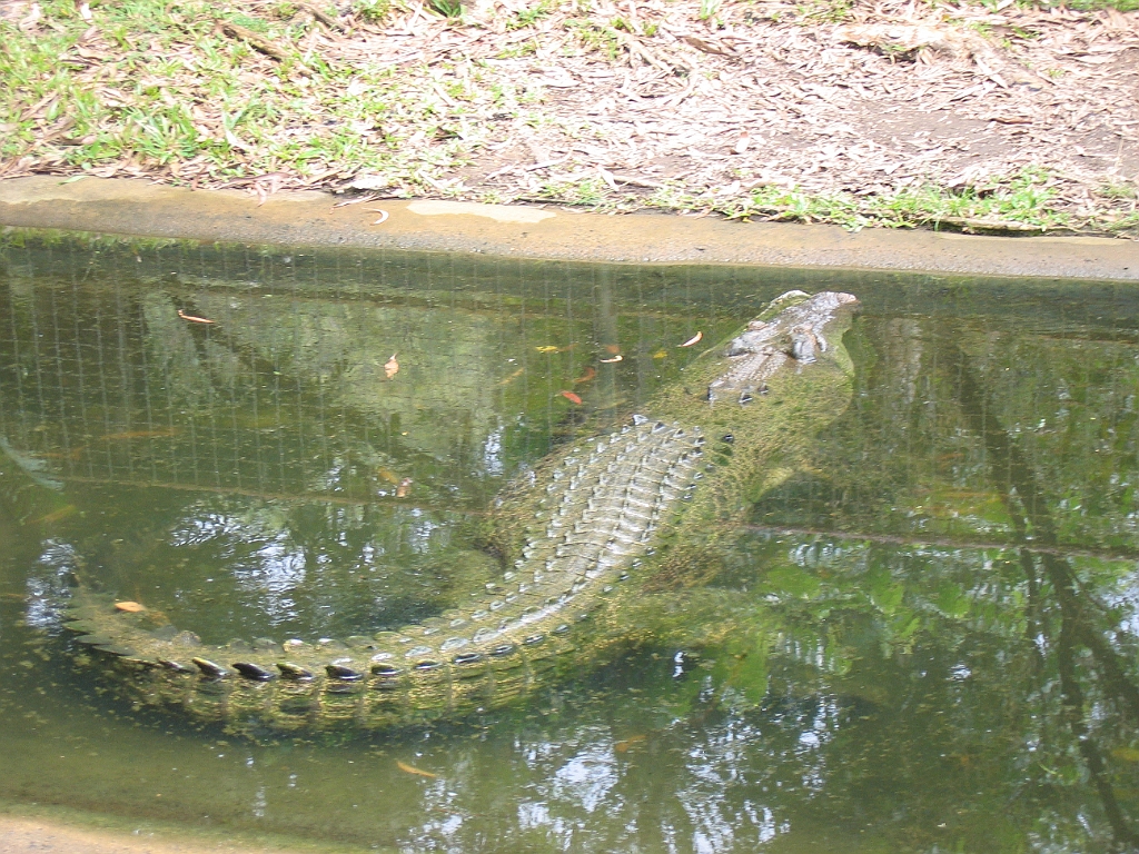 CairnsTC194 Cairns Tropical Zoo.jpg